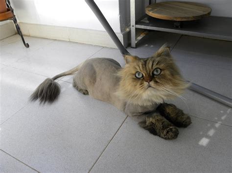 Cfa registered persian cats, award winning lines, solid persian cats, bicolor persians kittens for sale, cfa persian cats, persian show kittens. When should a persian cat be shaved - Porn Images
