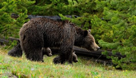 Brown Bear With Cubs Image Id 287840 Image Abyss