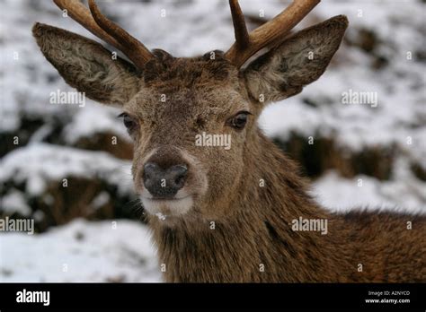 Red Deer Cervus Elaphus Scottish Highlands Scotland Stock Photo Alamy