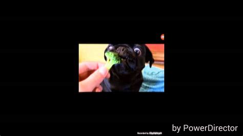 Funny Dog Eating Broccoli Youtube