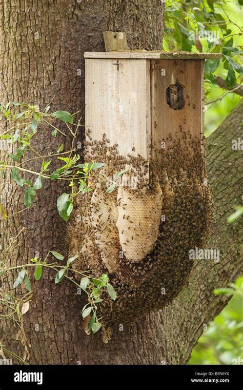 Wild Honeybee Hive In And On Bird Nestbox On Oak Tree Stock Photo Alamy