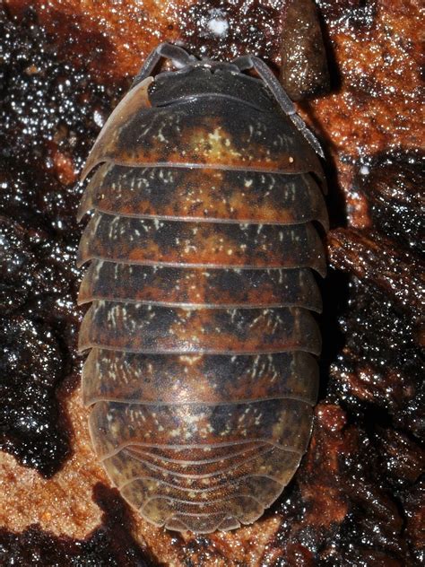 Armadillidium Opacum Bodentier⁴