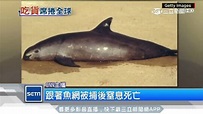 中國人瘋「花膠」 爆吃墨西哥石首魚瀕臨絕種 | 國際 | 三立新聞網 SETN.COM