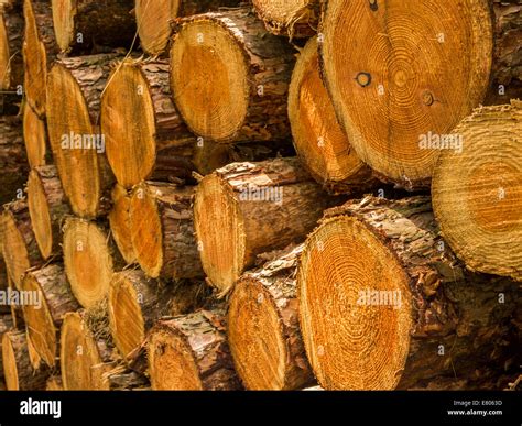 Side View Of A Pile Of Cut Down Tree Trunks Stock Photo Alamy