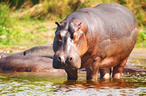 Hipopótamo Salvaje En El Río Nilo Uganda África Hipopótamo Salvaje
