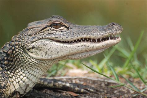 Florida Police Charge Man Who Threw An Alligator Through Drive Thru