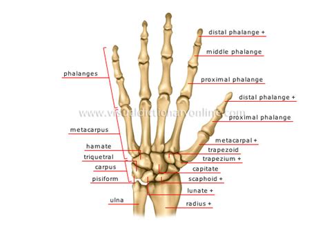 Human Anatomy The Alignment Of Fingers In Our Hand Biology Stack