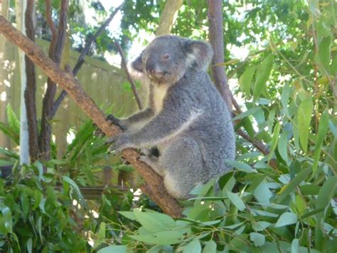 『シドニーでコアラを感じたいならここ』by うめきち｜コアラパーク サンクチュアリのクチコミ【フォートラベル】