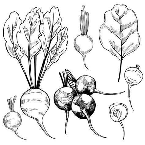 21 900 Beets Stock Illustrations Royalty Free Vector Graphics And Clip Art Istock