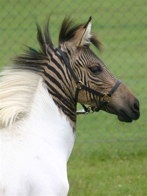 #ZEBRA# | Zorse, Horses, Zebras