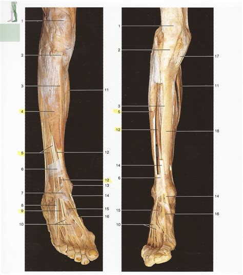 Anterior Leg 1 Muscles Bones Tendons Ligaments Diagram Quizlet