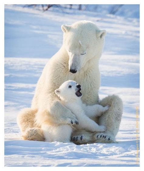 Polar Bear Hug Animals4 Pinterest