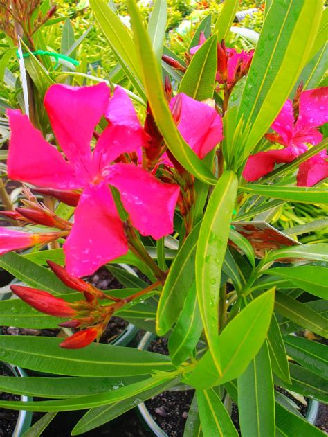 Nerium Oleander Dwarf Red Cherry Surprise Landsdale Plants