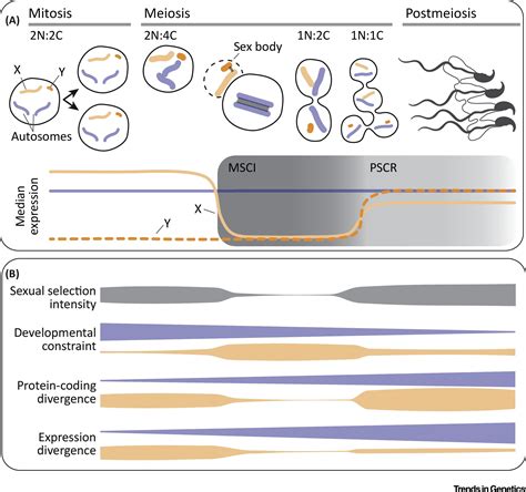 Spermatogenesis And The Evolution Of Mammalian Sex Chromosomes Trends