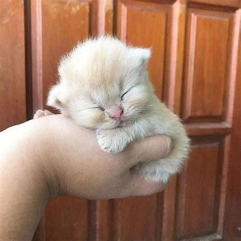 Super Cute Kitten Poc