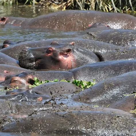 What Is A Group Of Hippos Called Social Animal Lives