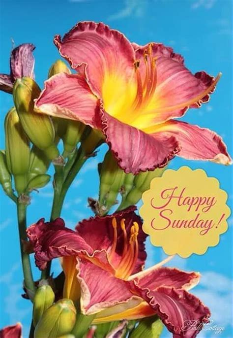 Good morning natural sunrise image pics. Beautiful Happy Sunday Flowers Pictures, Photos, and ...