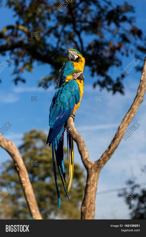 Blue Yellow Known Image And Photo Free Trial Bigstock