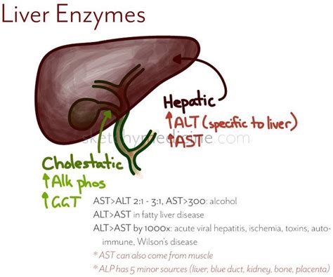 Liverenzymes High Liver Enzymes Nursing Mnemonics Nursing Notes
