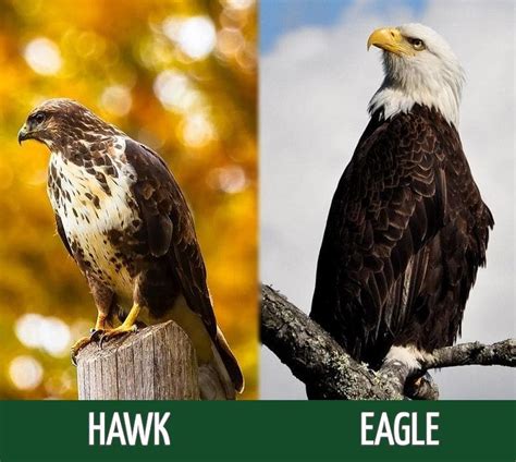Hawk Vs Eagle Whats The Difference With Pictures Optics Mag