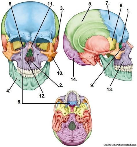 Anatomy Of The Skull Quiz Anatomy