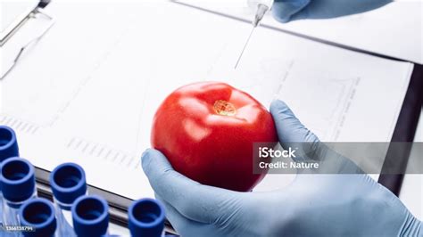Genetically Modified Organism Gmo Scientist Injecting Liquid From