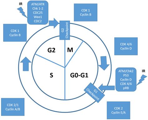 IJMS Free Full Text CDK4 CDK6 Cyclin D1 Complex Inhibition And