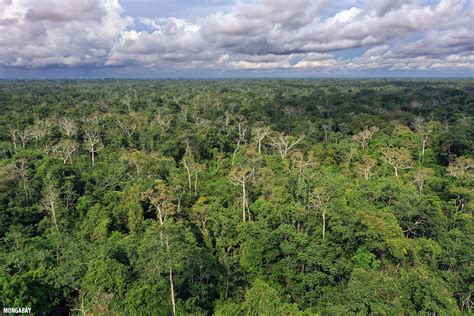 The united nations urges countries to prevent the amazon rainforest is burning at a pace that hasn't been seen in more than a decade. Amazon rainforest canopy