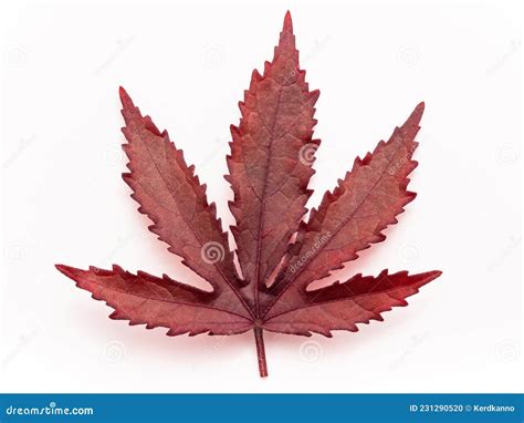 Close Up Red Maple Leaves Isolated White Background Top View Stock