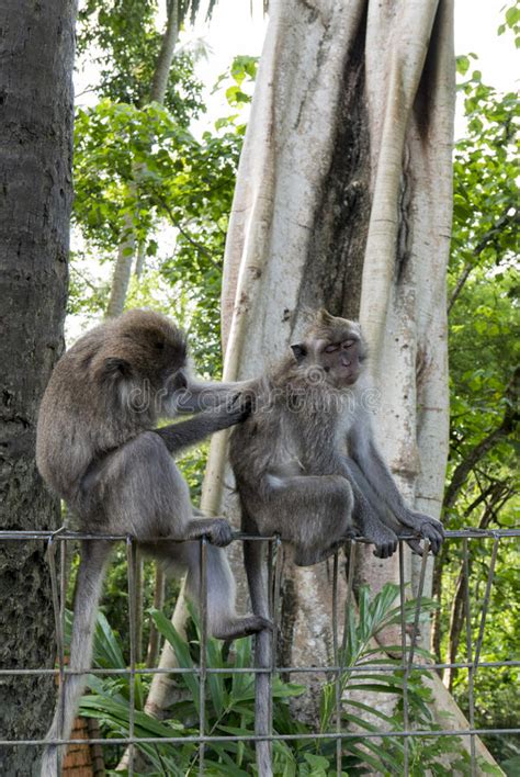 Monkeys At Sacred Monkey Forest Ubud Bali Indonesia Stock Image