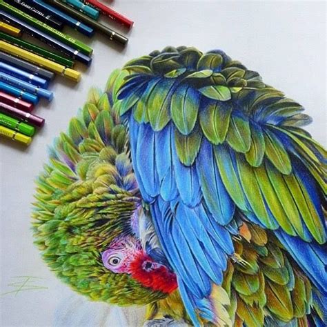 50 Beautiful Color Pencil Drawings From Top Artists Around The World