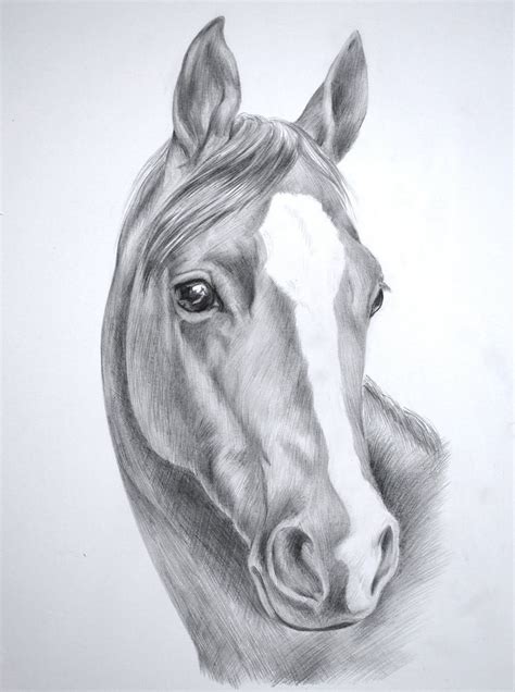 Pin By Μαρ On Άλογα Horse Head Drawing Horse Drawings Horse Art Drawing