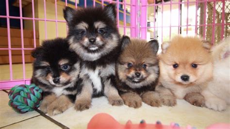 Yorkshire terriers for sale, yorkies for sale, babydoll face yorkies for sale , teacup yorkies for sale in georgia or florida, beautiful yorkies for sale, cobby. Gorgeous Pomeranian Puppies For Sale, Georgia Local ...