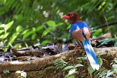 Sri Lanka Blue Magpie Urocissa Ornata Discovering Birds