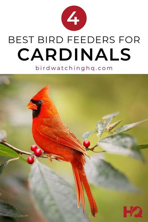Check Out The 3 Best Cardinal Bird Feeders In My Backyard And Learn The