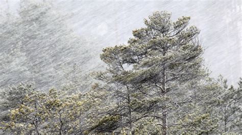 Snowing At Spring Stock Photo Image Of Trees Wind Snow 92458170