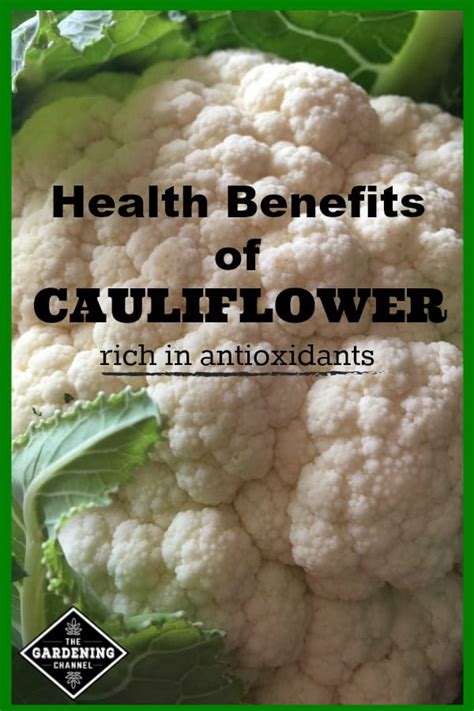 Health Benefits Of Cauliflower Gardening Channel