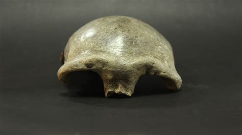 Ancient Mongolian Skull Is The Earliest Modern Human Yet Found In The