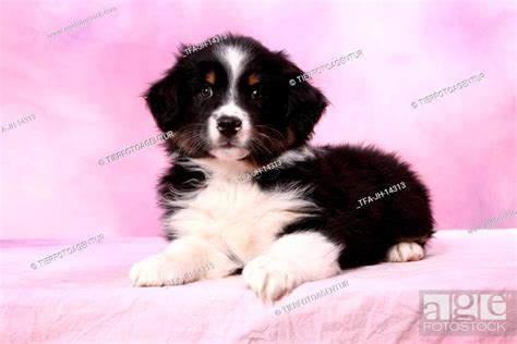 Miniature Australian Shepherd Puppy Stock Photo Picture And Rights
