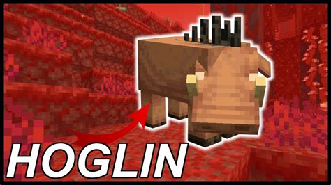 How To Tame Hoglins In Minecraft 116 Youtube