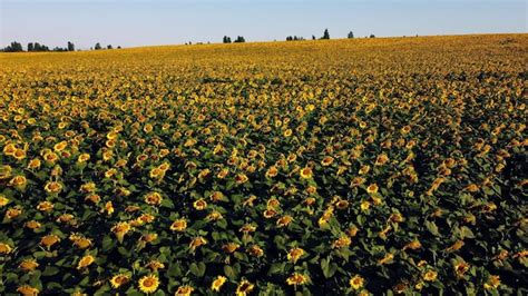 Premium Photo Aerial Drone View Flight Over Sunflowers Growing On