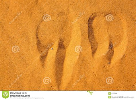 Camel Footprints In The Sand Sahara Desert Stock Image Image Of Grain