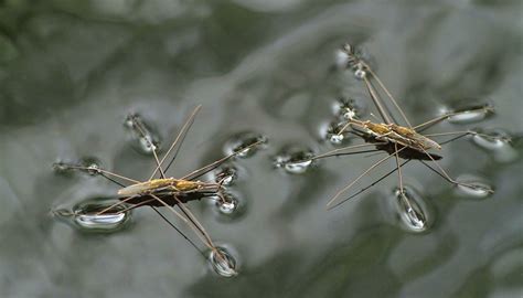 The Effects Of Waters Polarity On Living Things Sciencing