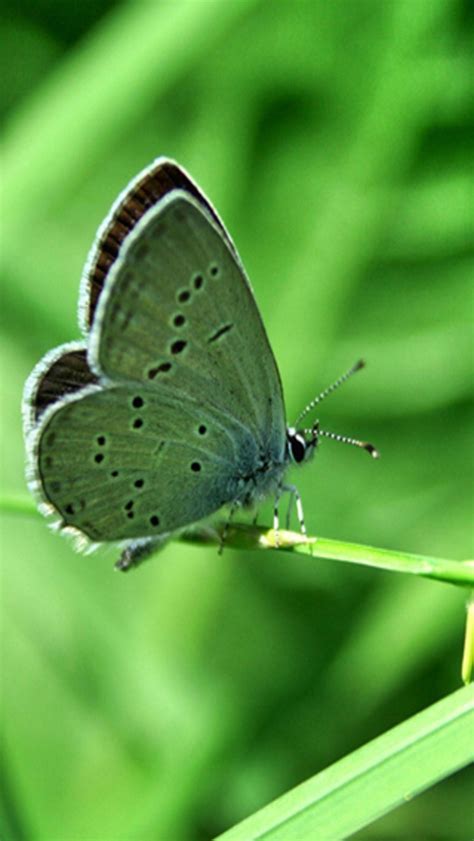 Free Download Green Butterfly Wallpapers Green Butterfly 640x1136 For