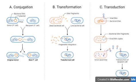 Bacterial Recombination Gene Transfer Types Detection Sciencevivid