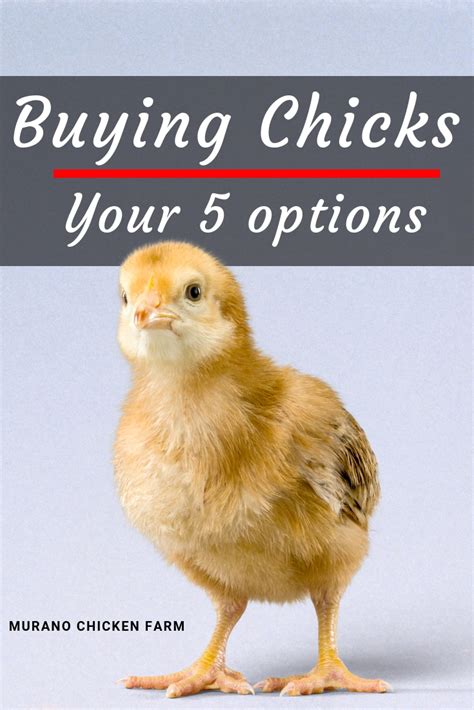 Buying Chicks Where Should You Get Them Murano Chicken Farm