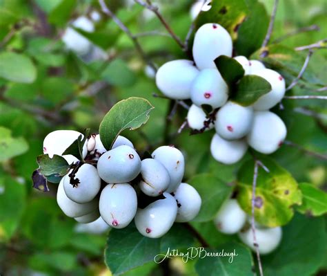 Snowberries Symphoricarpos 196ca 1 St Ives Huntingdonsh Flickr