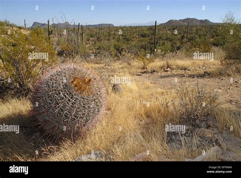 Barrel Cactus Plant In The Arizona Sonoran Desert Signal Hill Santa
