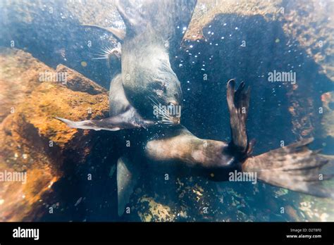 Galapagos Fur Seal Arctocephalus Galapagoensis Bulls Mock Fighting