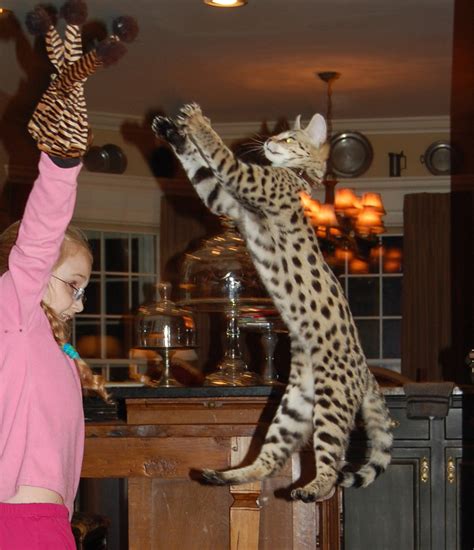 Did you scroll all this way to get facts about bengal cat? savannah cats - F1Kitten | Select Exotics - Savannah Cats